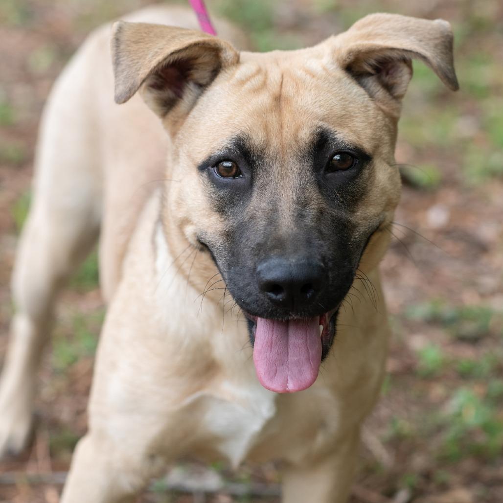 Enlarge SUNSHINE-30541, a Adoptable mixed breed in Bartlett, TN image 1/2