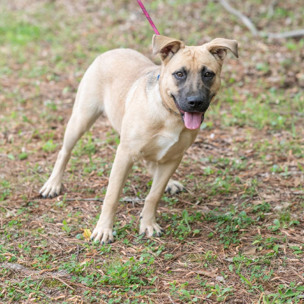Enlarge SUNSHINE-30541, a Adoptable mixed breed in Bartlett, TN image 2/2