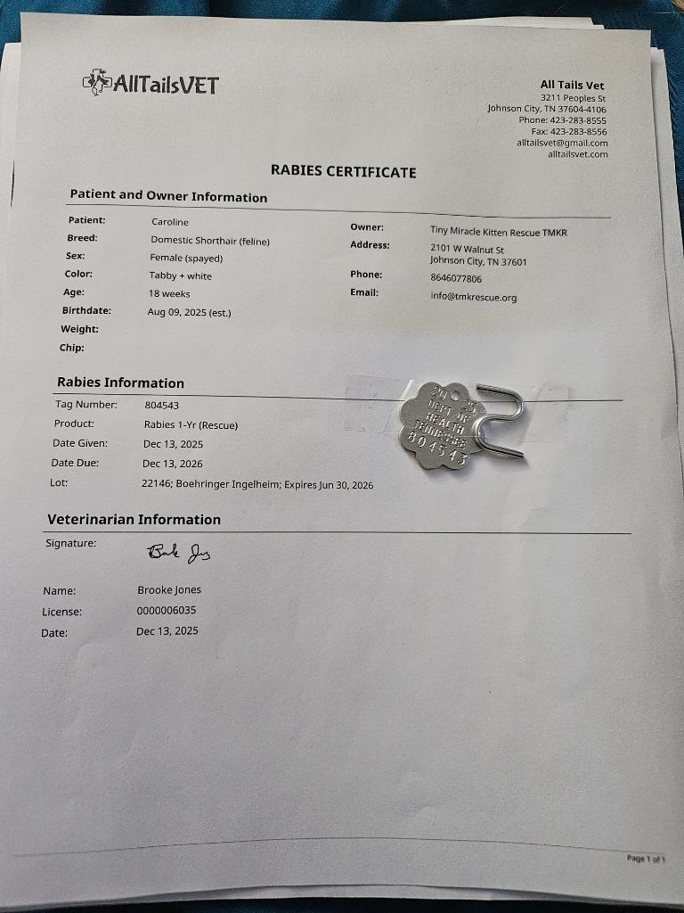 Enlarge Caroline, a Adoptable mixed breed in Johnson City, TN image 1/6