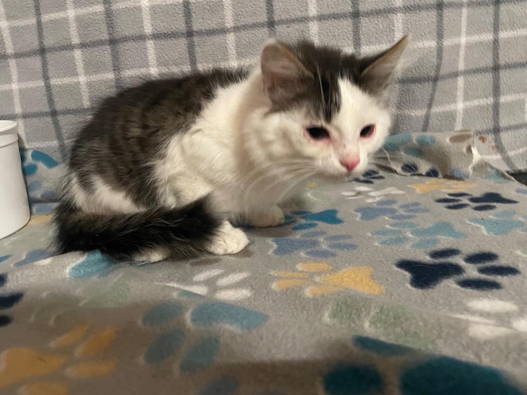 Enlarge Caroline, a Adoptable mixed breed in Johnson City, TN image 2/6