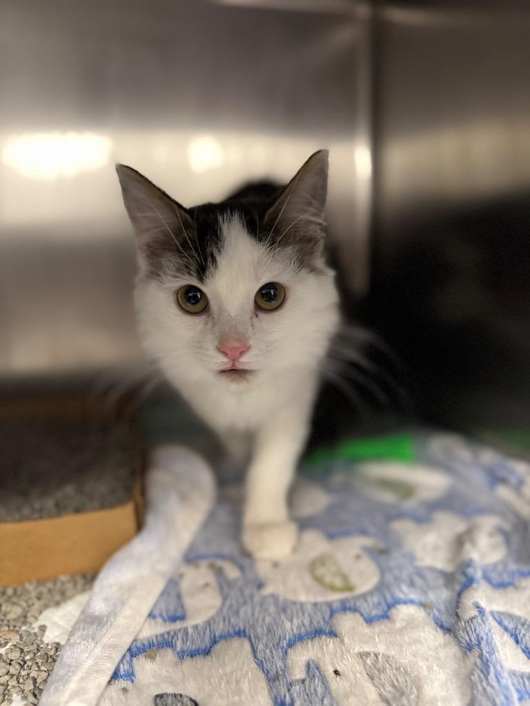 Enlarge Caroline, a Adoptable mixed breed in Johnson City, TN image 3/6