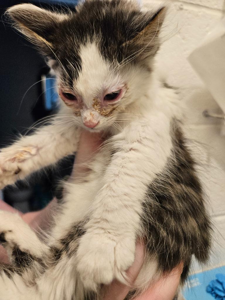 Enlarge Caroline, a Adoptable mixed breed in Johnson City, TN image 4/6