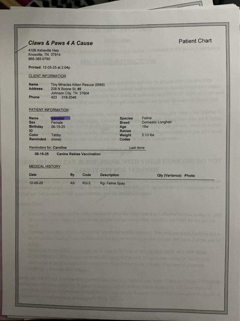 Enlarge Caroline, a Adoptable mixed breed in Johnson City, TN image 6/6