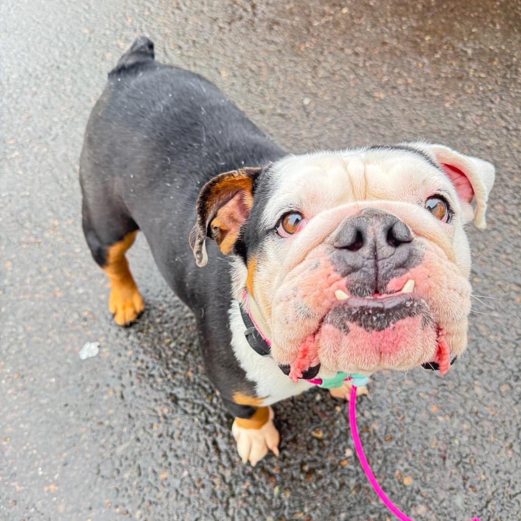 Minnie, Adoptable, Adult Female English Bulldog.