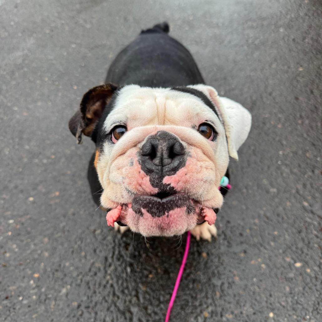 Enlarge Minnie, a Adoptable English Bulldog in Newberg, OR image 2/6