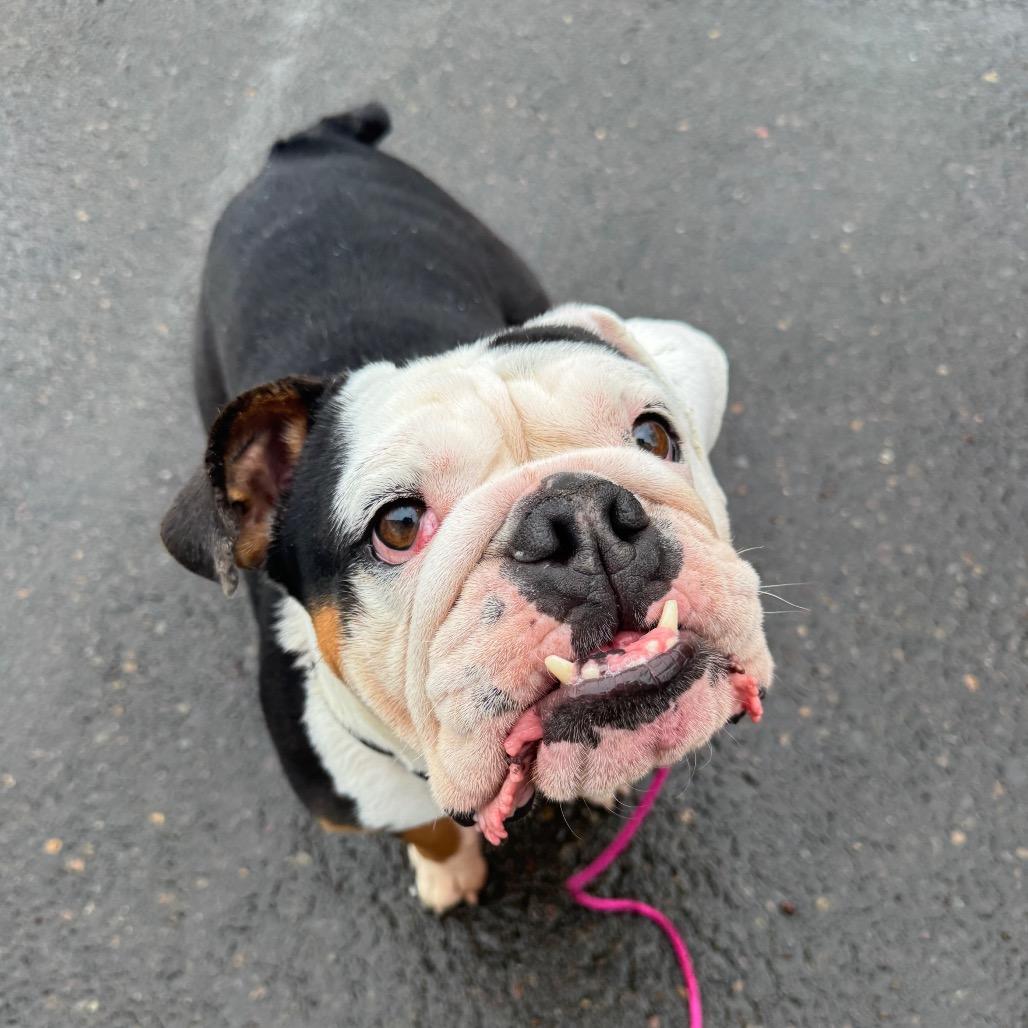 Enlarge Minnie, a Adoptable English Bulldog in Newberg, OR image 3/6