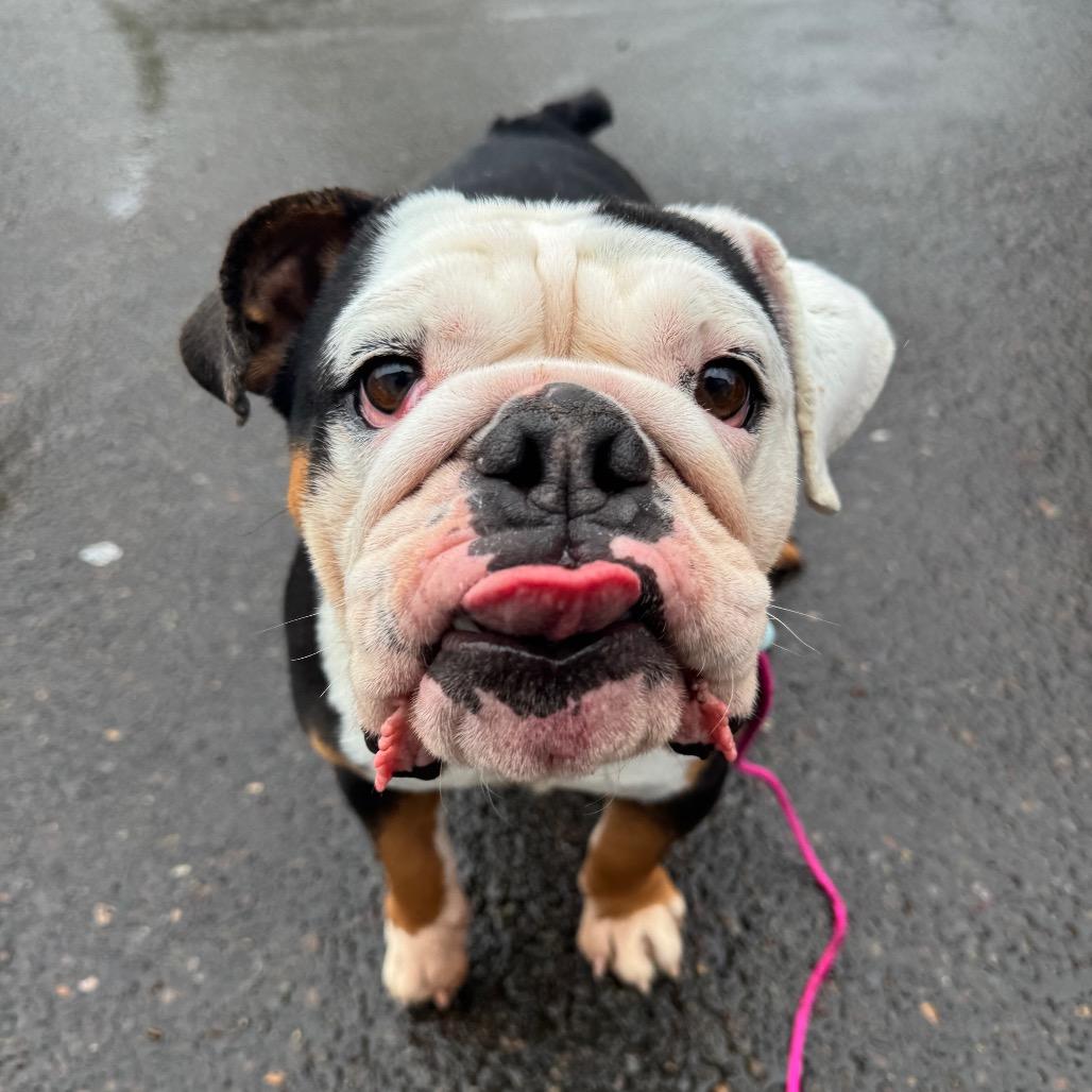 Enlarge Minnie, a Adoptable English Bulldog in Newberg, OR image 4/6