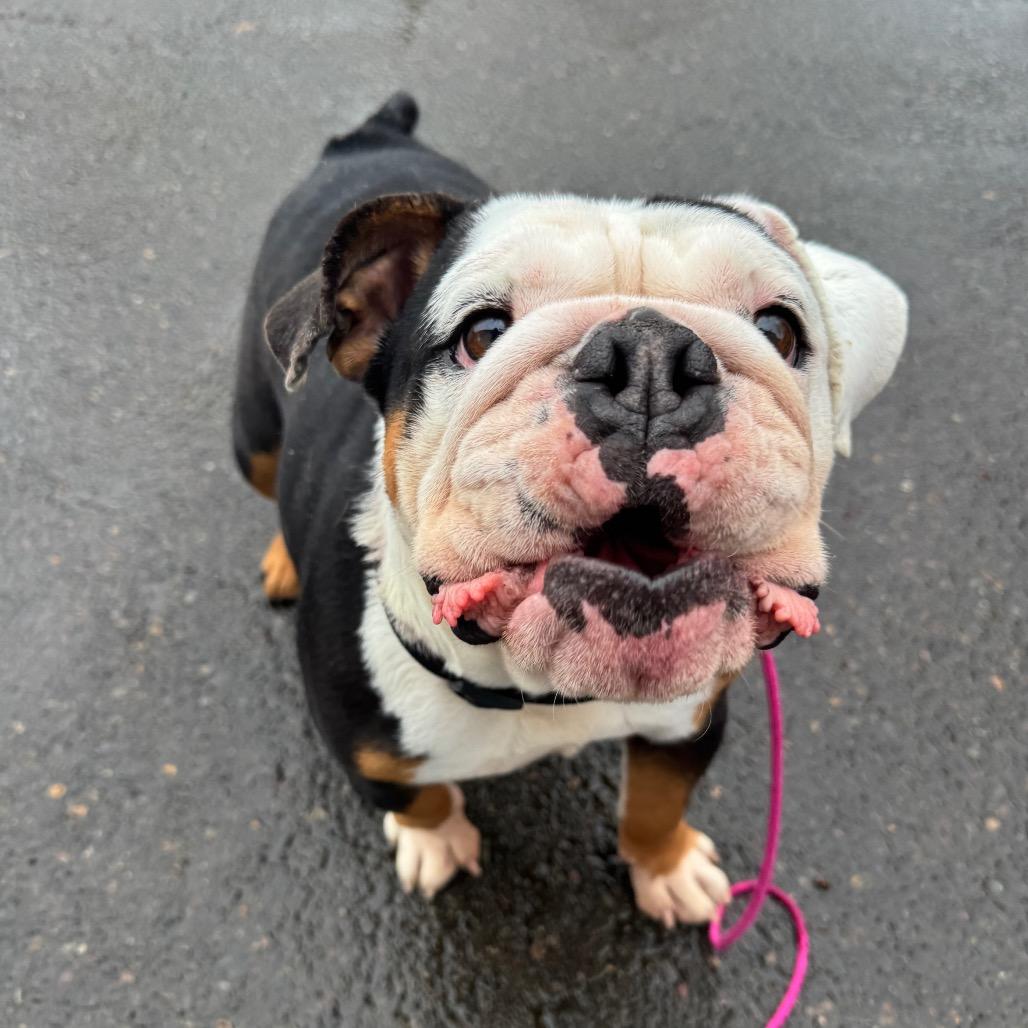 Enlarge Minnie, a Adoptable English Bulldog in Newberg, OR image 5/6