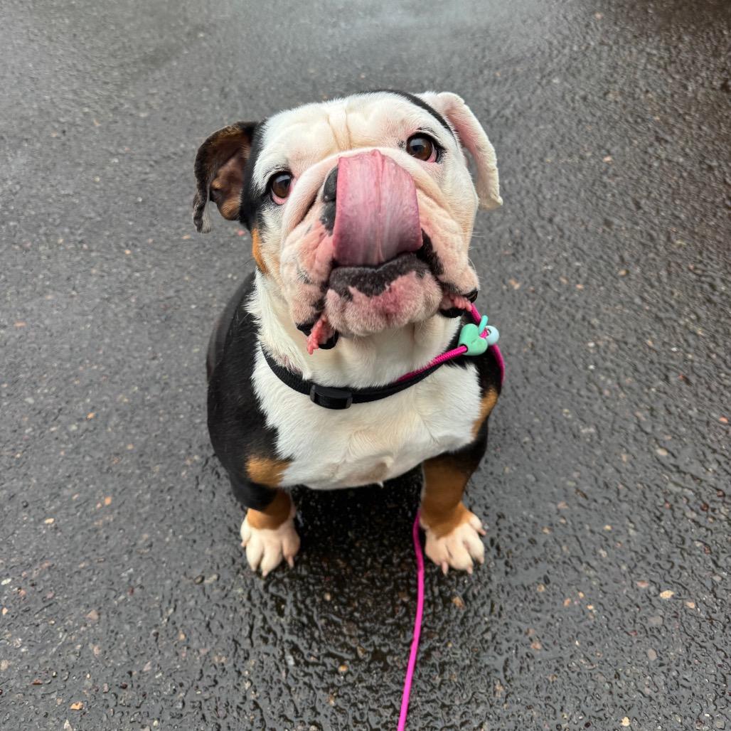 Enlarge Minnie, a Adoptable English Bulldog in Newberg, OR image 6/6
