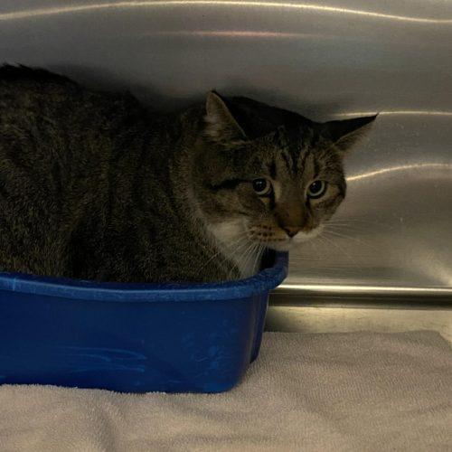 Enlarge Hulk, a Adoptable Domestic Short Hair in Burlington, IA image 3/3