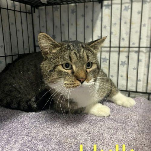 Enlarge Hulk, a Adoptable Domestic Short Hair in Burlington, IA image 2/3