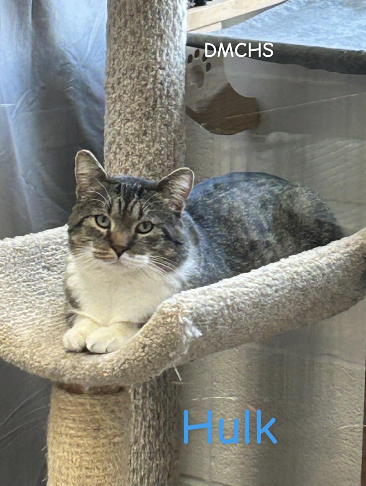 Enlarge Hulk, a Adoptable Domestic Short Hair in Burlington, IA image 1/3