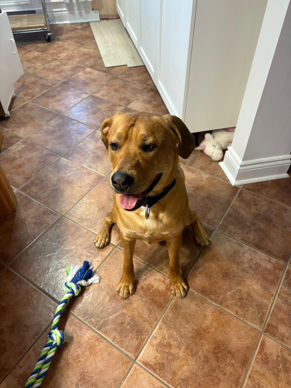 Enlarge Arlo, an adopted mixed breed in Pointe-Claire, QC image 4/6