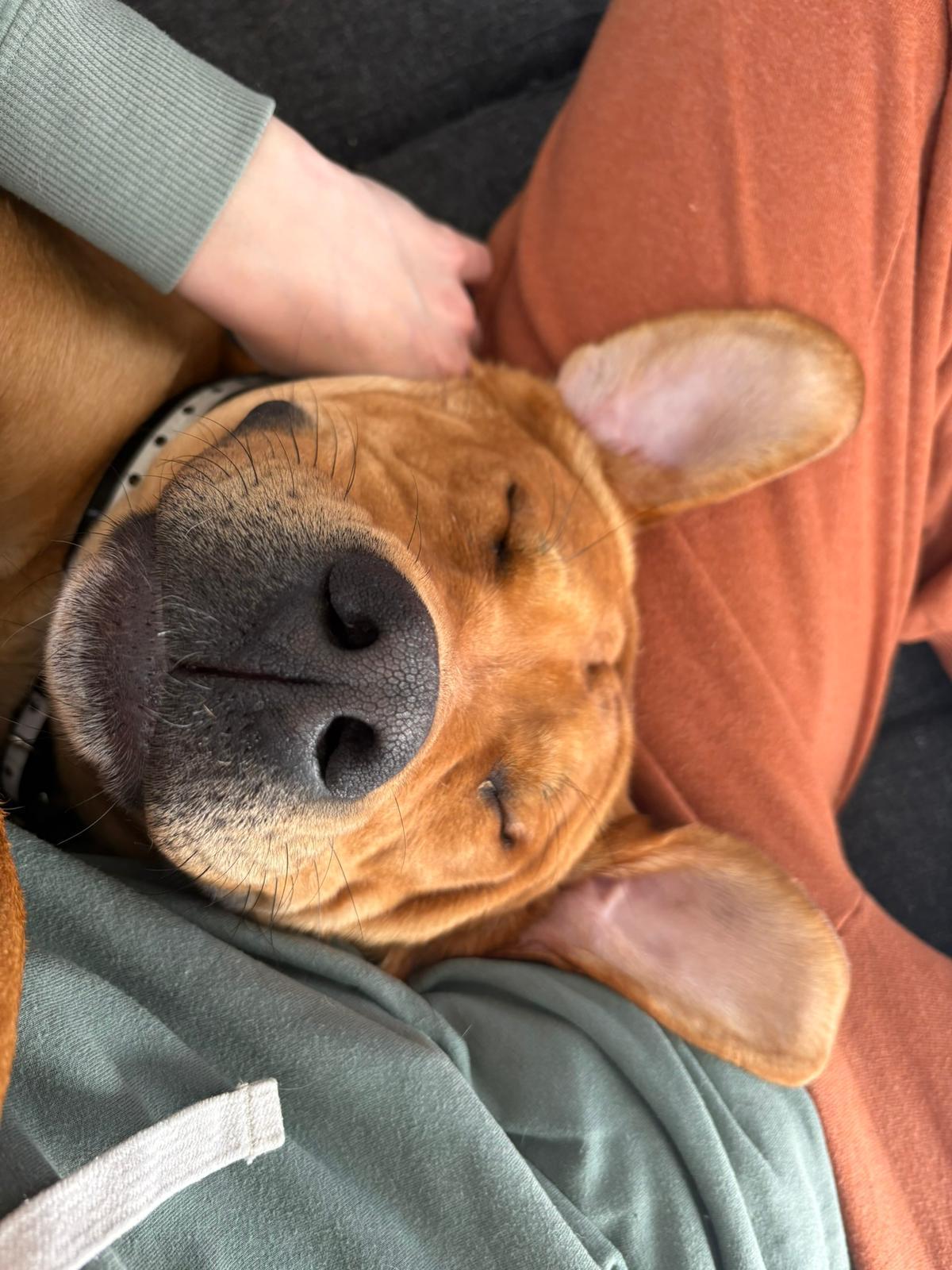 Enlarge Arlo, an adopted mixed breed in Pointe-Claire, QC image 5/6