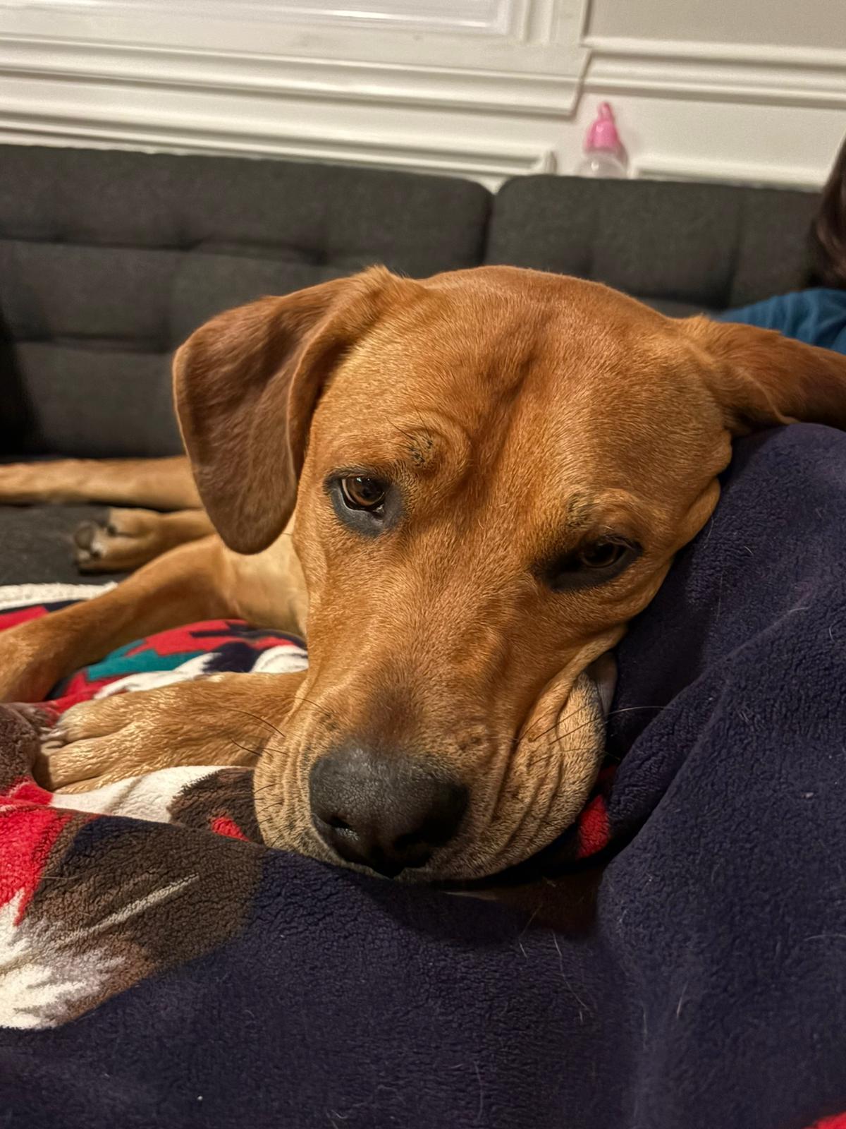 Enlarge Arlo, an adopted mixed breed in Pointe-Claire, QC image 6/6