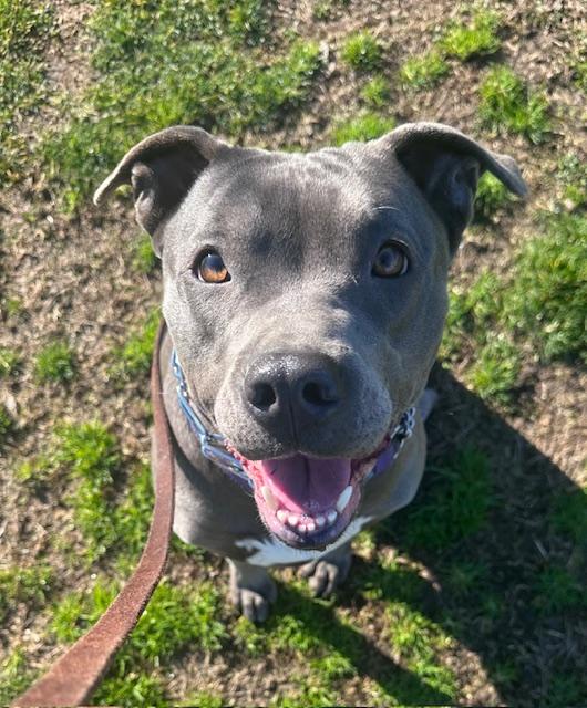 Enlarge Brooklyn, a ADOPTABLE mixed breed in Madera, CA image 1/2