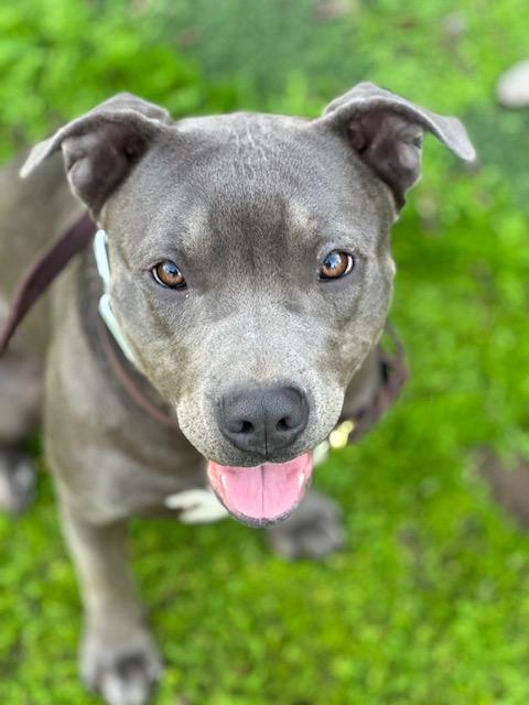 Enlarge Brooklyn, a ADOPTABLE mixed breed in Madera, CA image 2/2