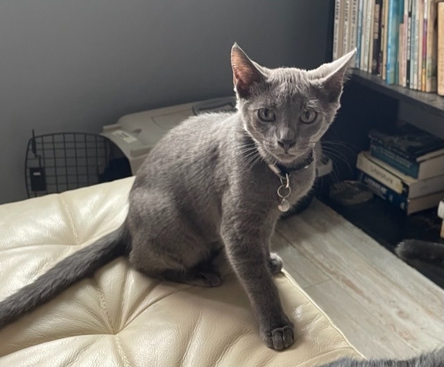 Ramone, Adoptable, Kitten Male Domestic Short Hair.