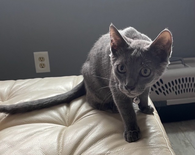 Ramone, a Adoptable Domestic Short Hair image 2/10