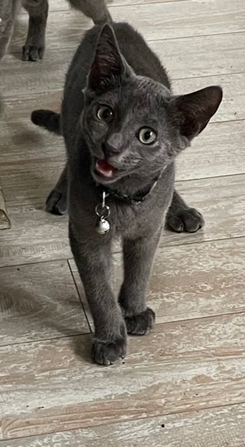 Ramone, a Adoptable Domestic Short Hair image 3/10