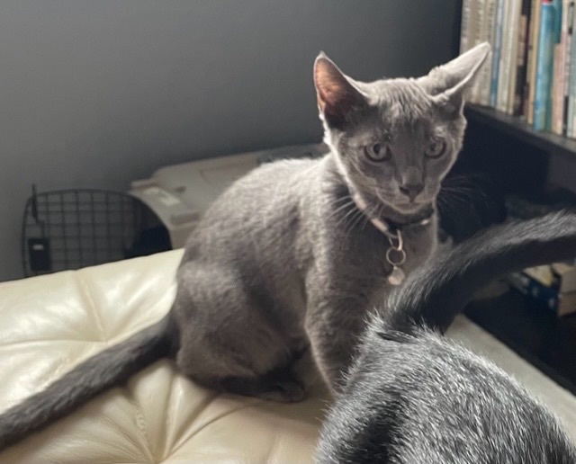 Ramone, a Adoptable Domestic Short Hair image 4/10