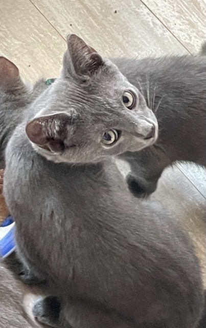 Ramone, a Adoptable Domestic Short Hair image 5/10