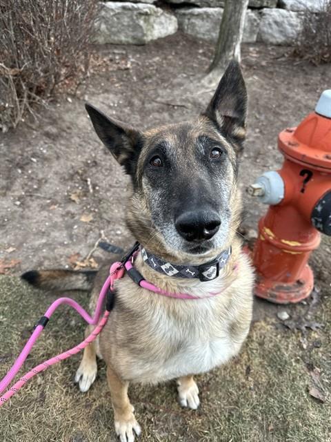 KEVIN, Adoptable, Adult Male German Shepherd Dog & Belgian Shepherd / Malinois.