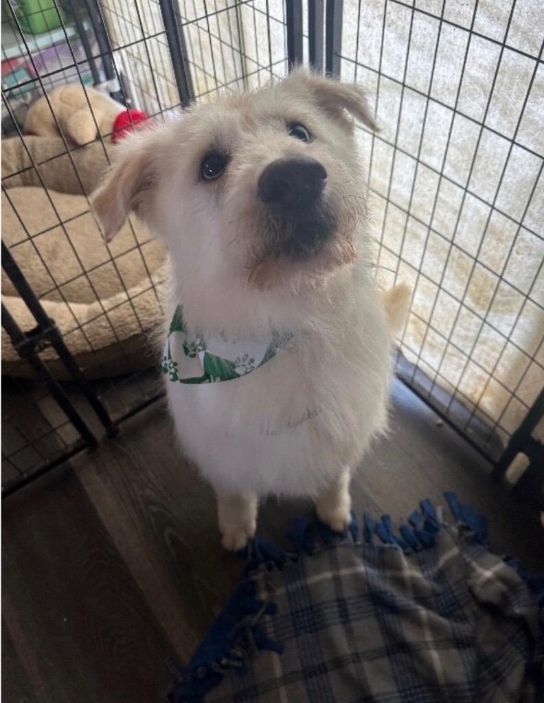 Artie, Adoptable, Young Male Poodle & Mixed Breed.