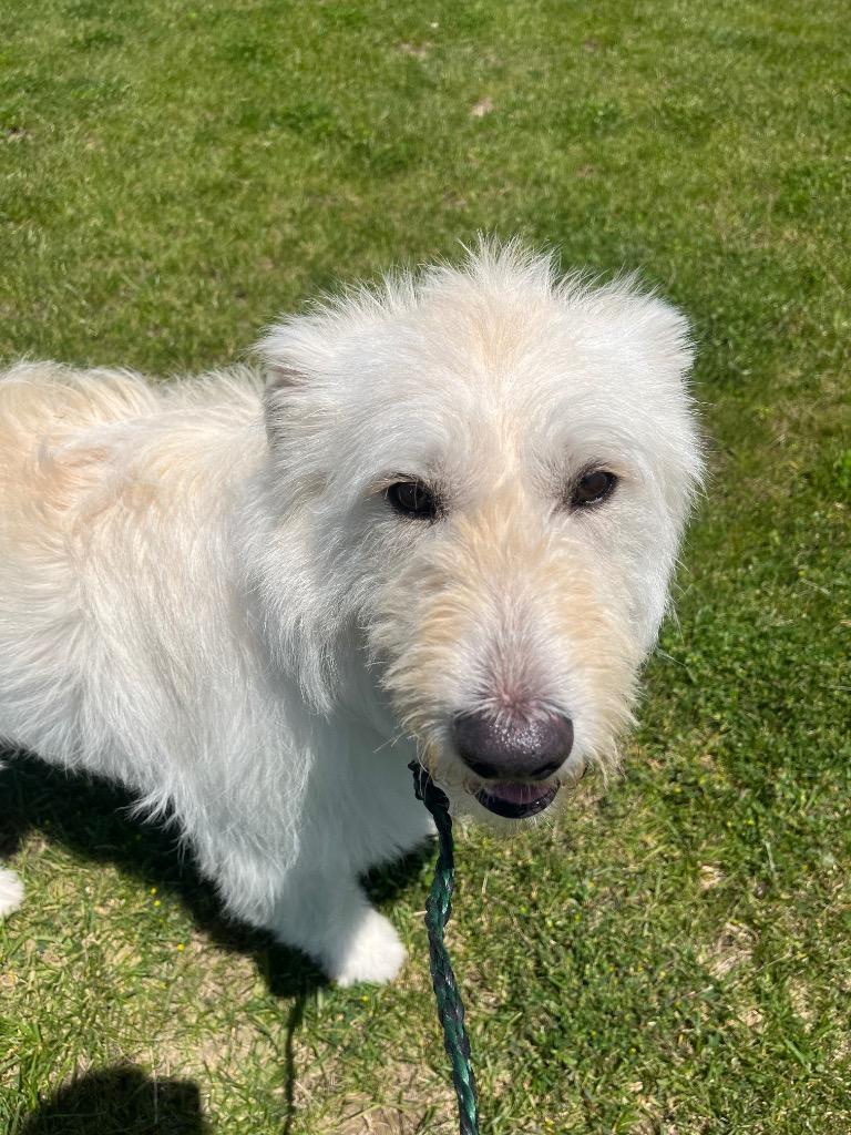 Artie, a Adoptable mixed breed in Auburn, IN image 2/4