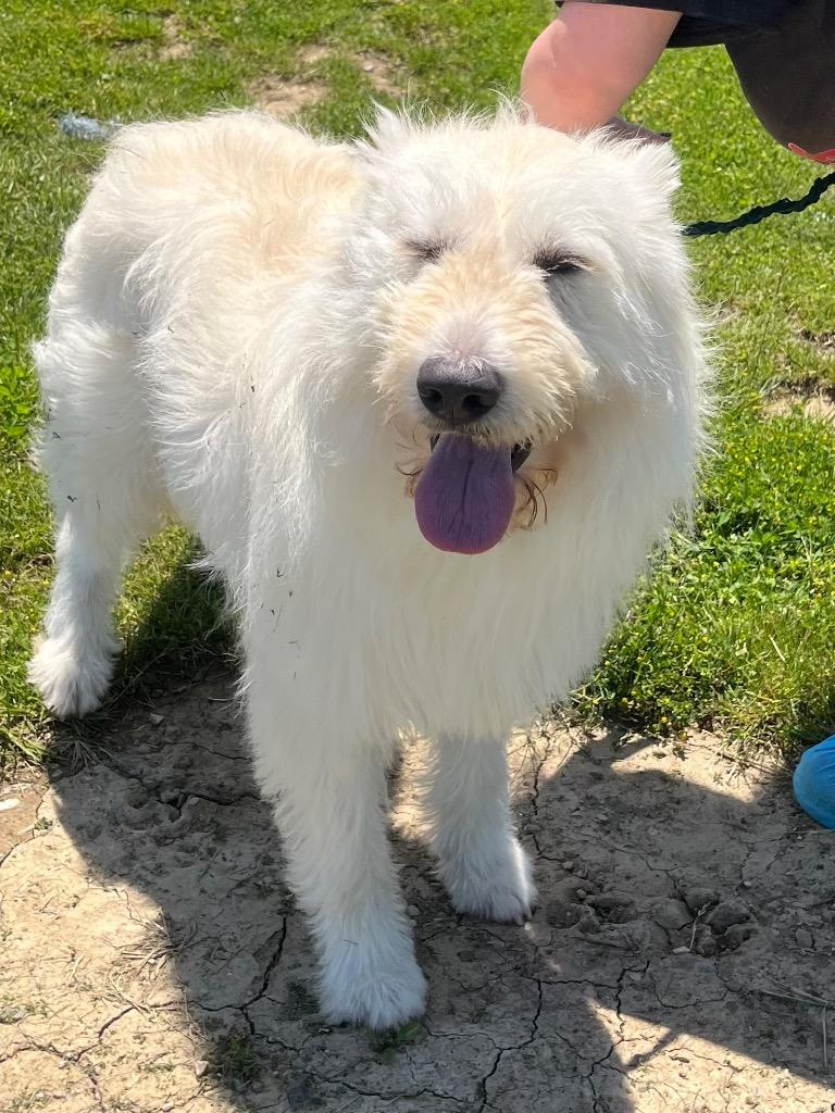 Artie, a Adoptable mixed breed in Auburn, IN image 3/4