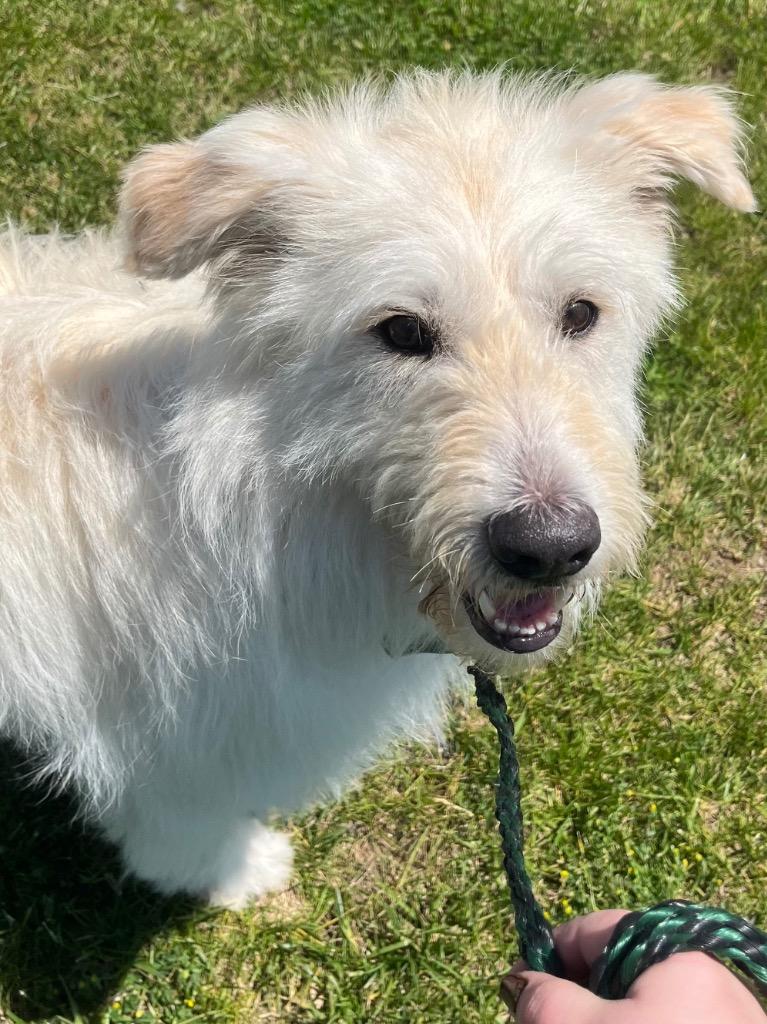 Artie, a Adoptable mixed breed in Auburn, IN image 4/4