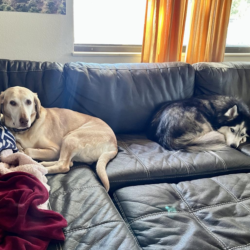 Enlarge Meeka, a Adoptable Labrador Retriever in Colorado Springs, CO image 5/5