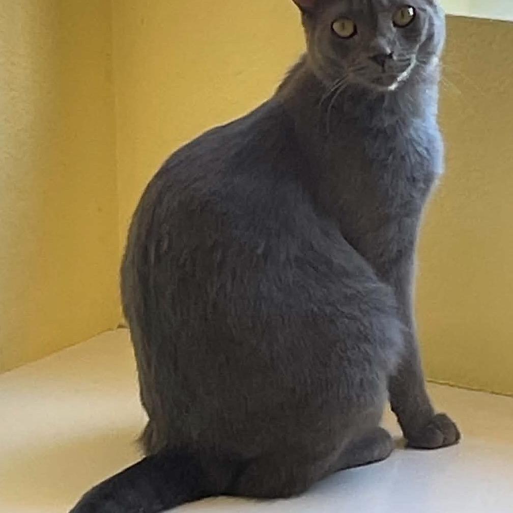 Enlarge Ivy, a Adoptable Domestic Short Hair in Hemet, CA image 1/2