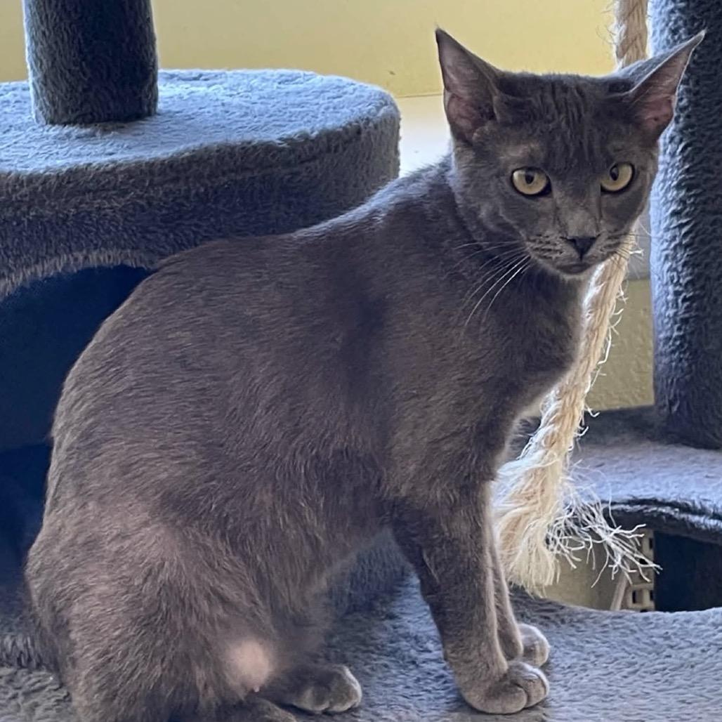 Enlarge Ivy, a Adoptable Domestic Short Hair in Hemet, CA image 2/2