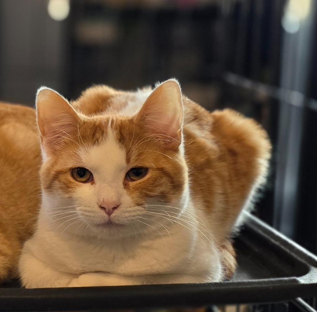 Malcolm, Adopted, Young Male Domestic Short Hair.