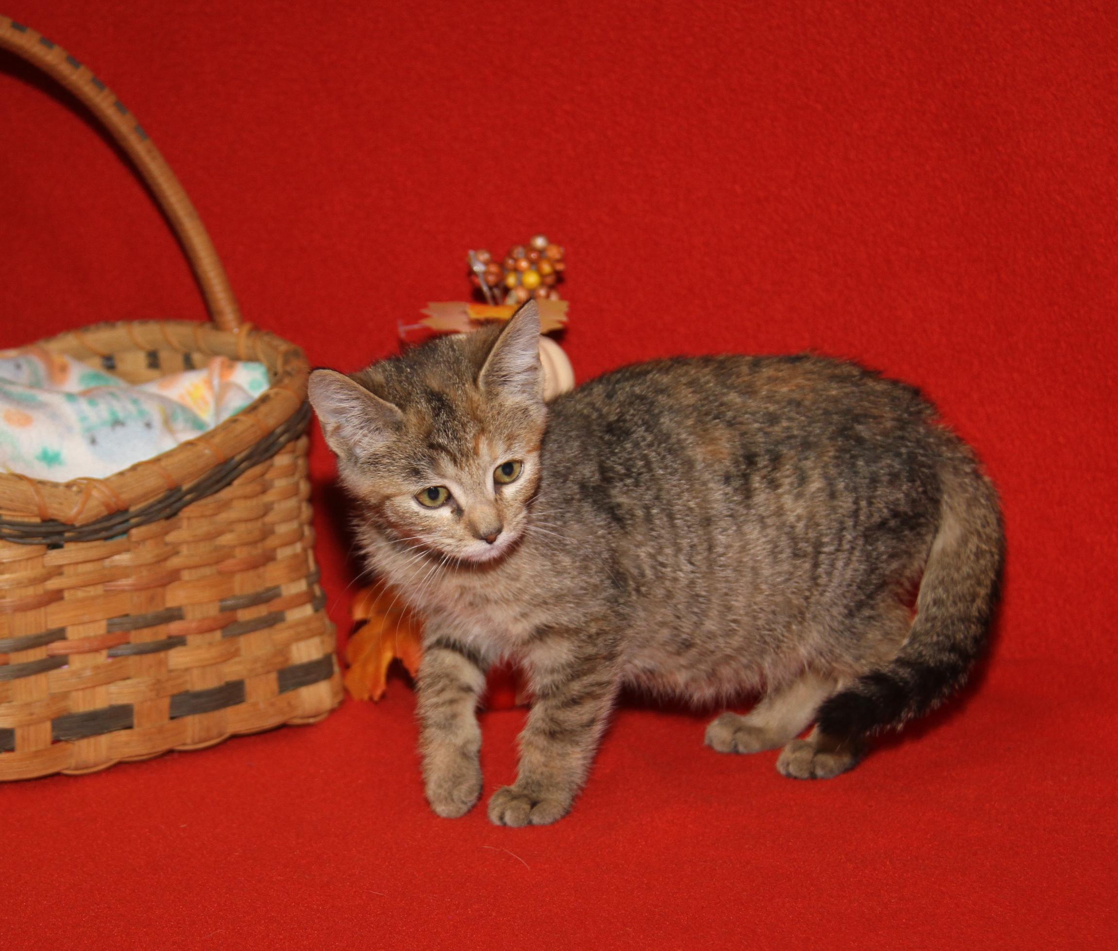 Portebello thumbnail 2