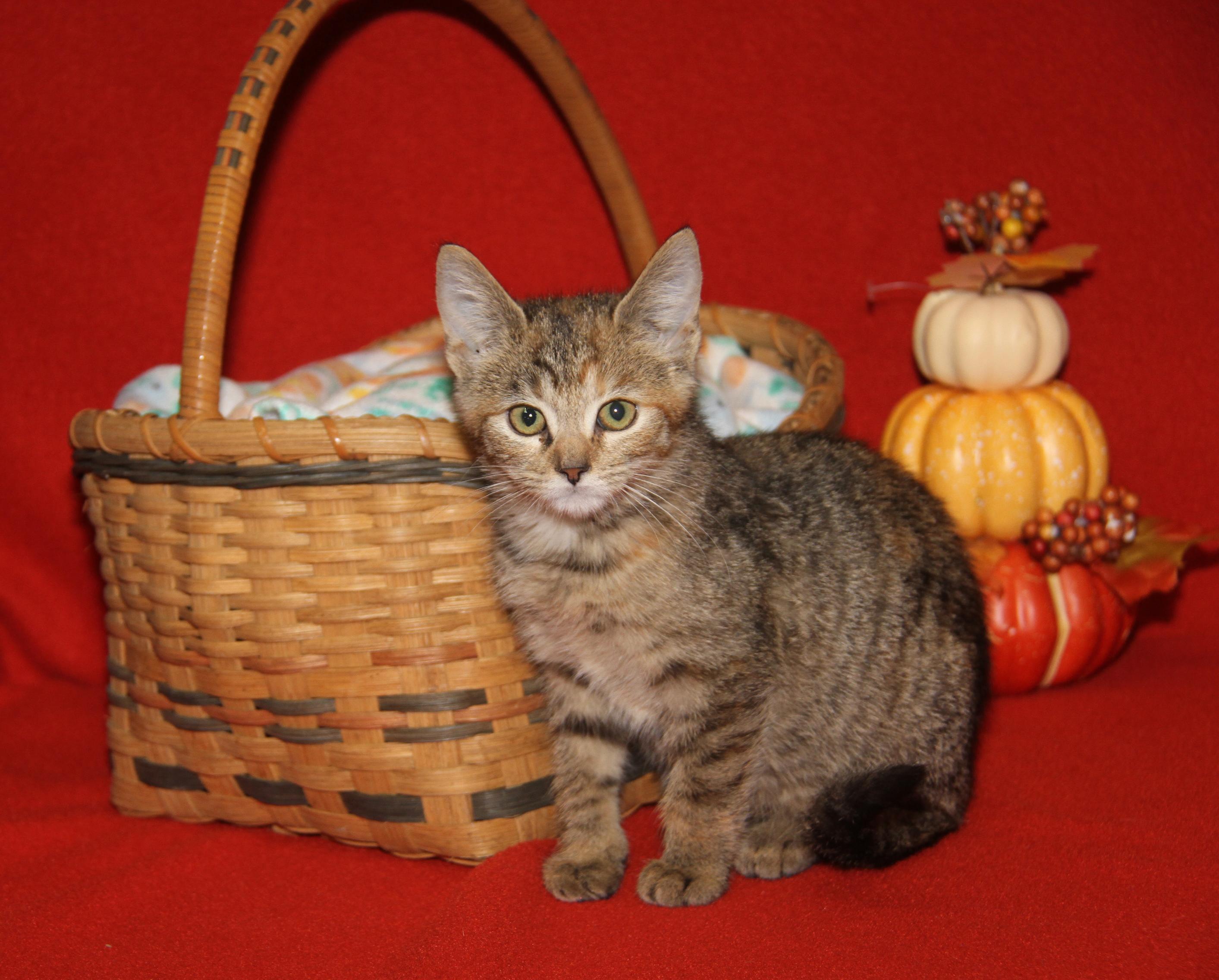 Portebello thumbnail 4