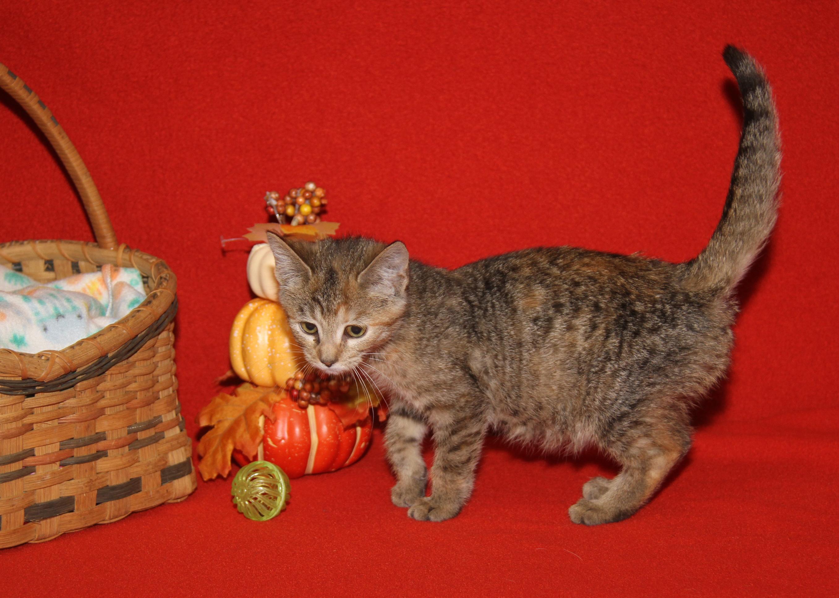 Portebello thumbnail 5