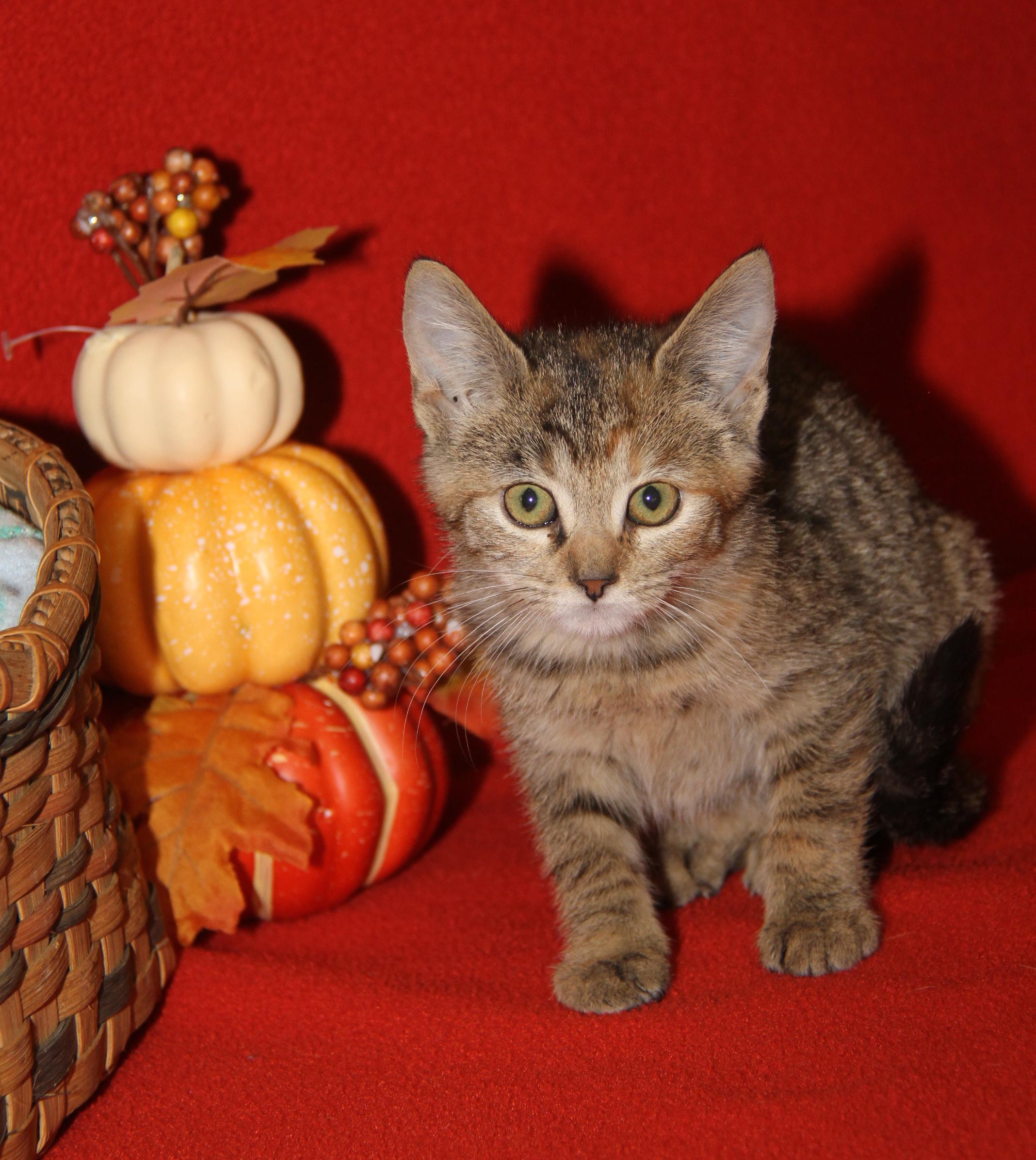 Portebello thumbnail 6