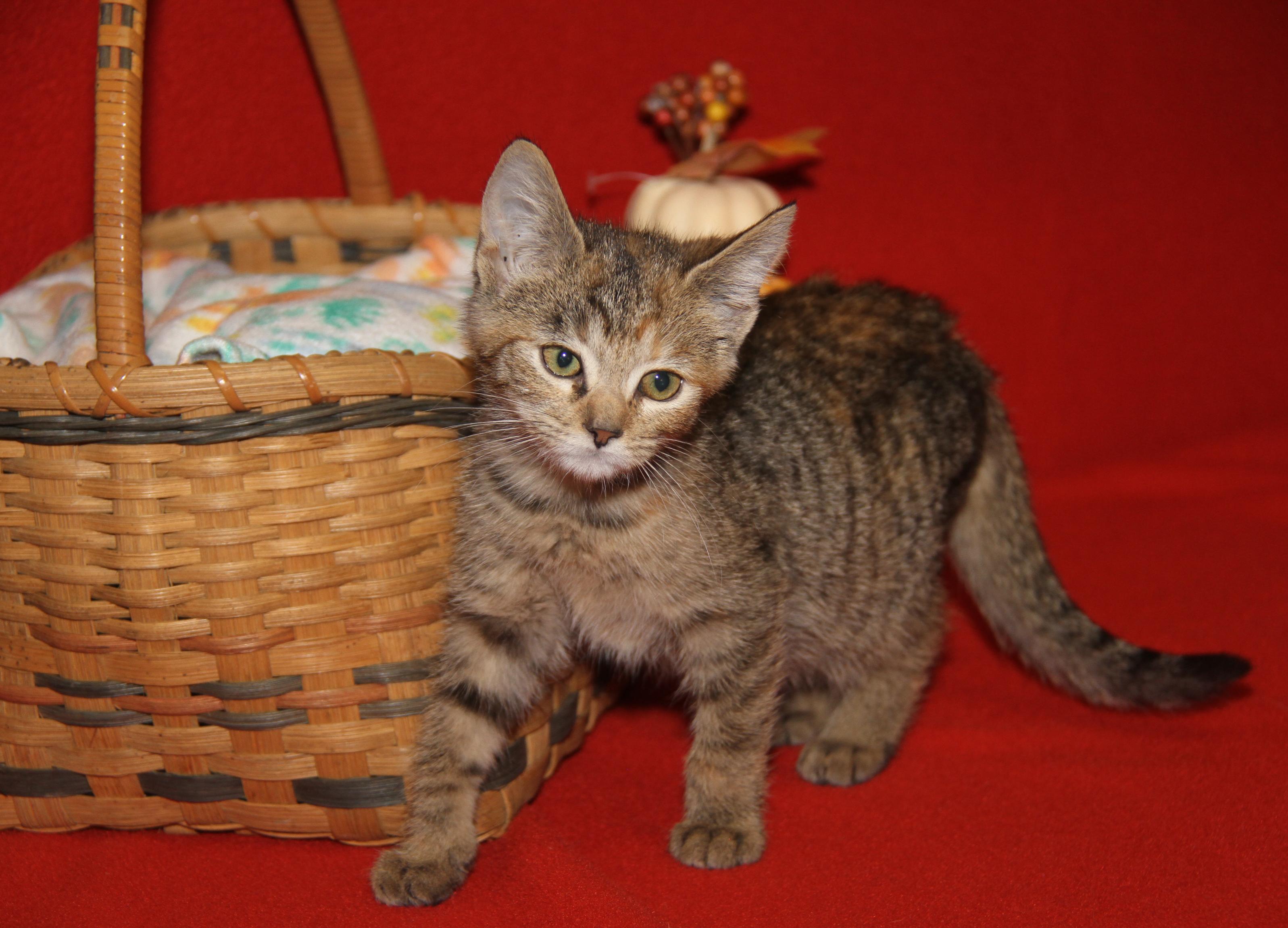 Portebello thumbnail 7