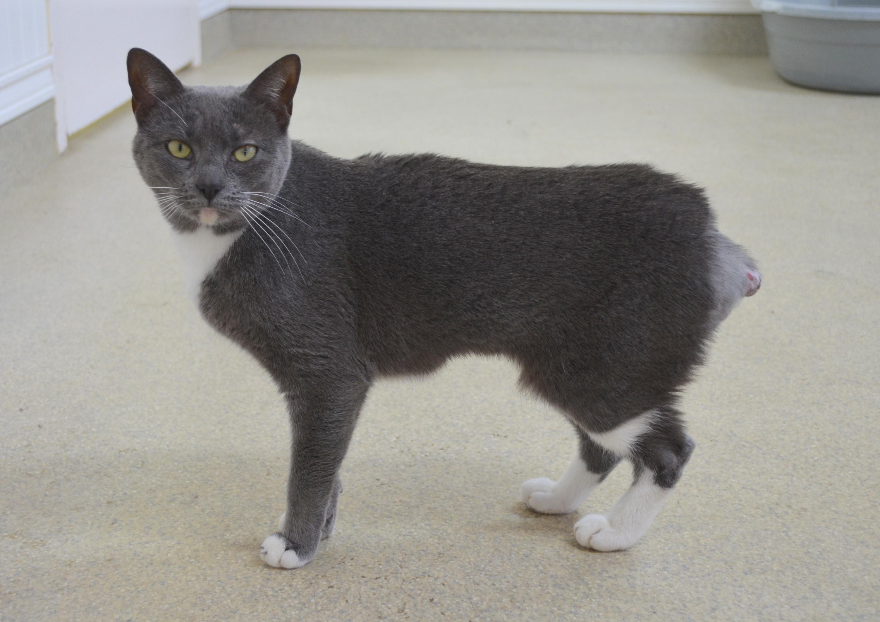 Cricket, a ADOPTABLE Domestic Short Hair in Westbrook, CT image 4/5
