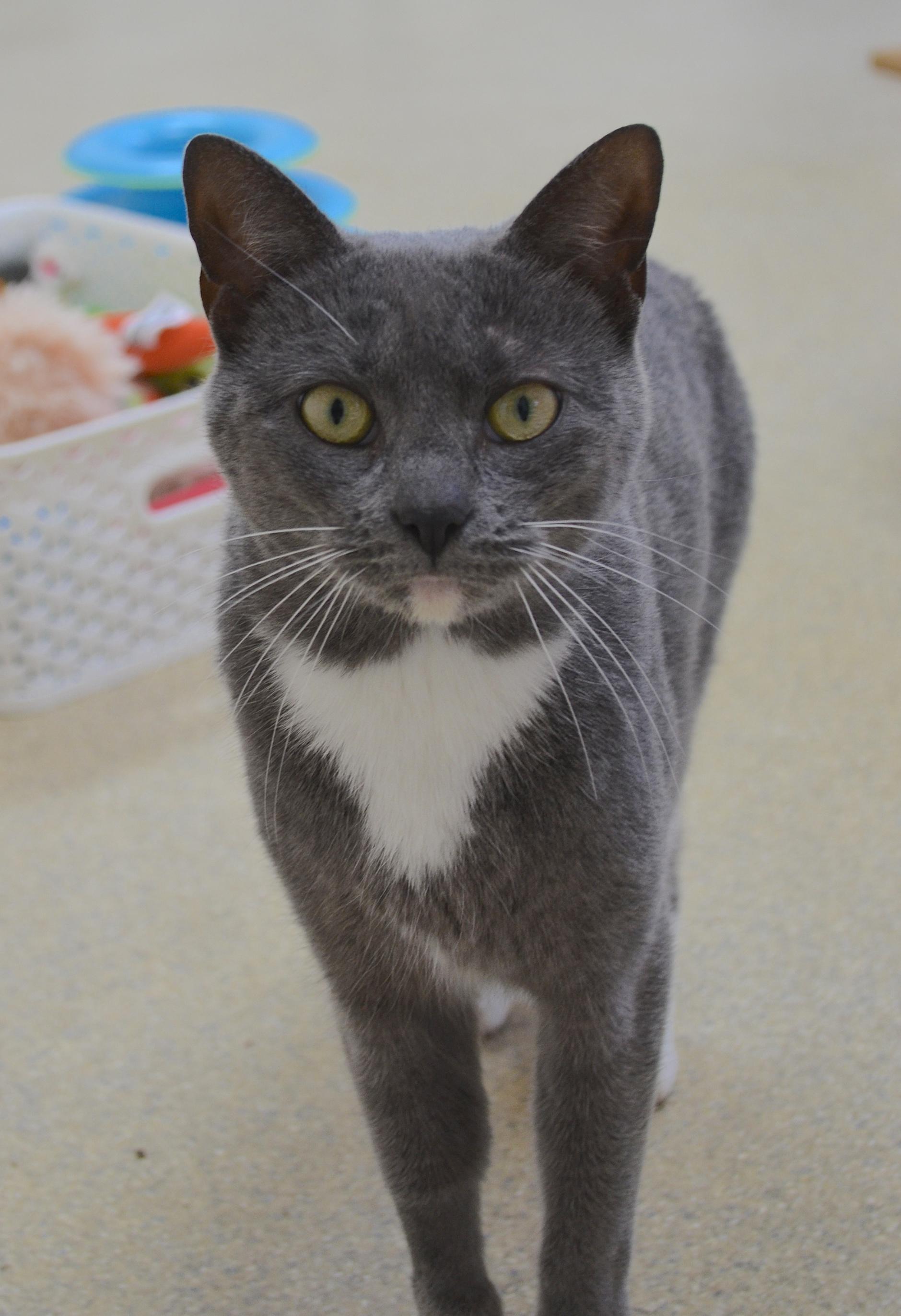 Cricket, a ADOPTABLE Domestic Short Hair in Westbrook, CT image 3/5
