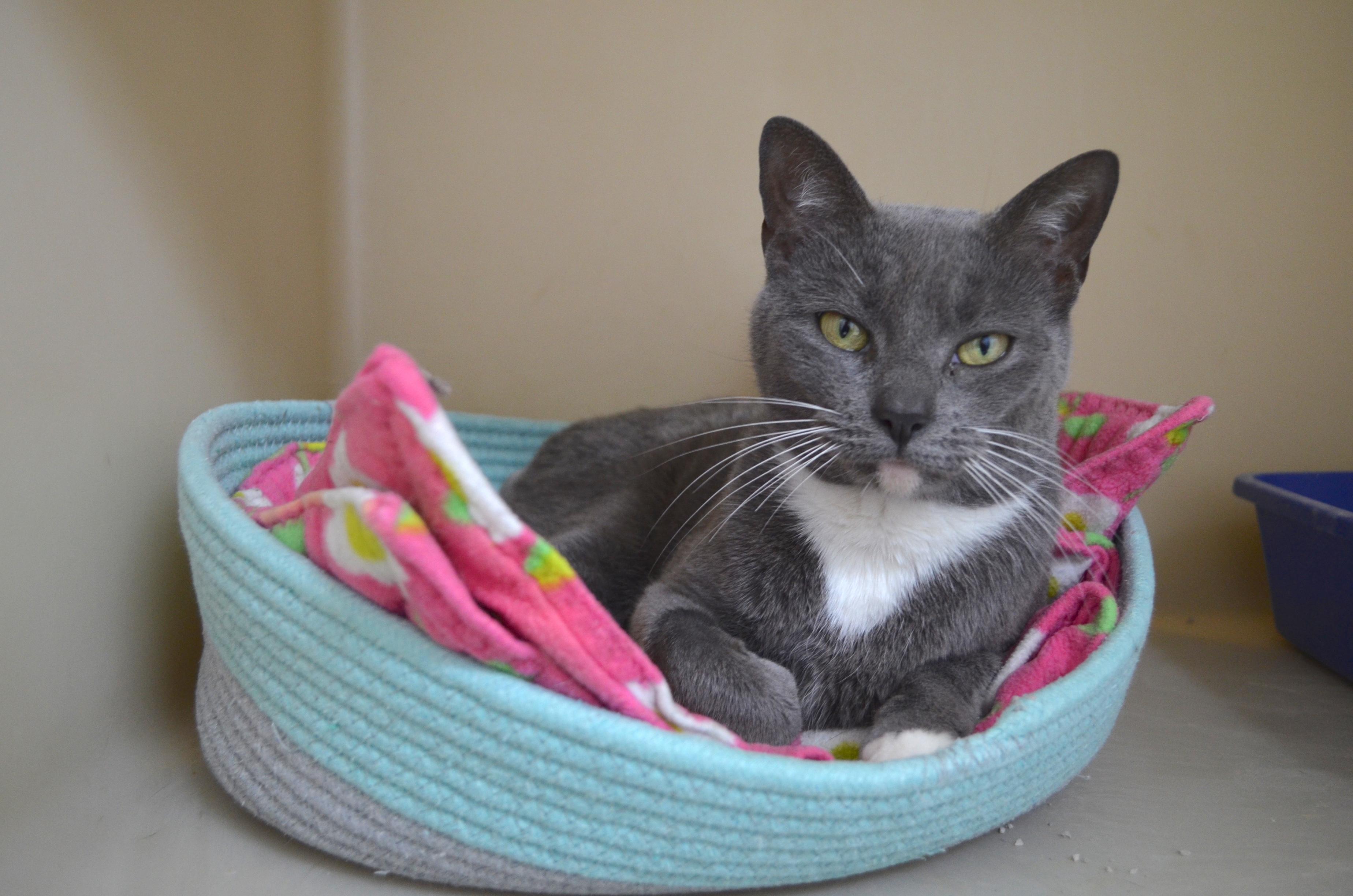 Cricket, a ADOPTABLE Domestic Short Hair in Westbrook, CT image 1/5