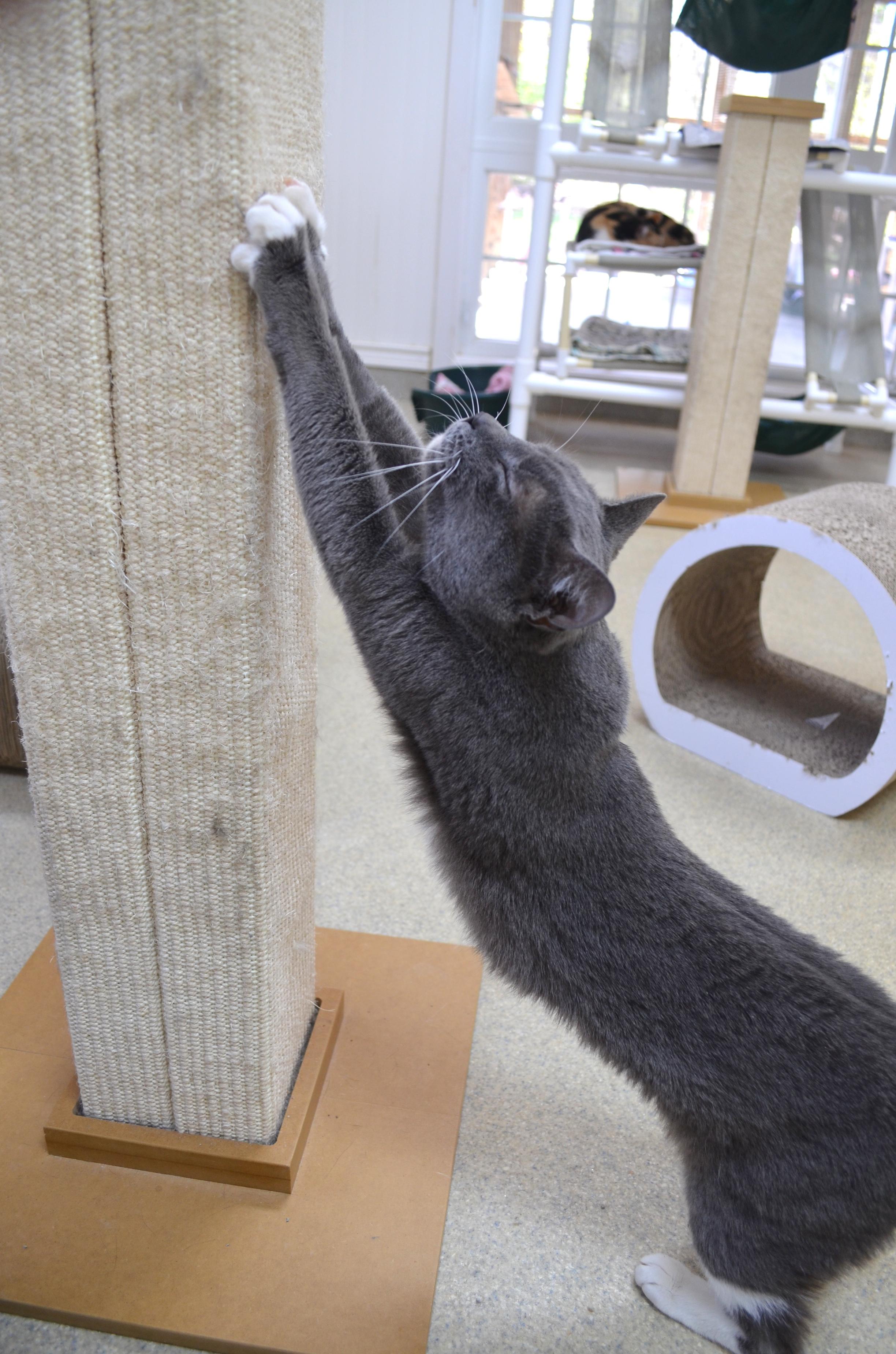 Cricket, a ADOPTABLE Domestic Short Hair in Westbrook, CT image 5/5