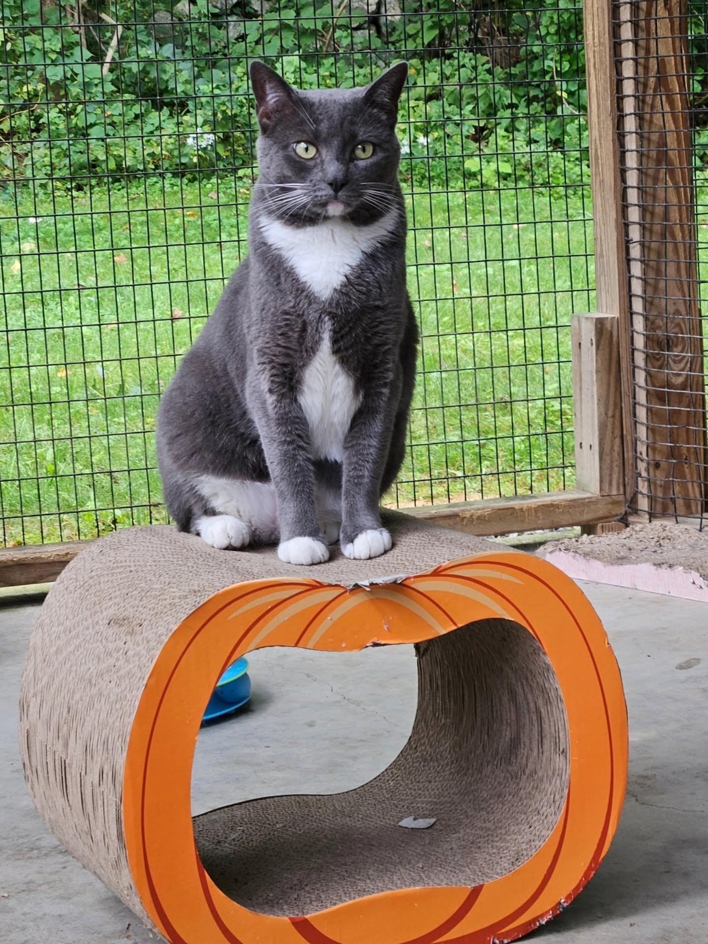 Enlarge Cricket, a Adoptable Domestic Short Hair in Westbrook, CT image 6/6