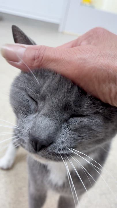 Enlarge Cricket, a ADOPTABLE Domestic Short Hair in Westbrook, CT video 2/5