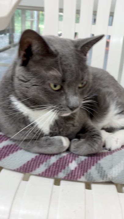 Enlarge Cricket, a Adoptable Domestic Short Hair in Westbrook, CT video 5/6