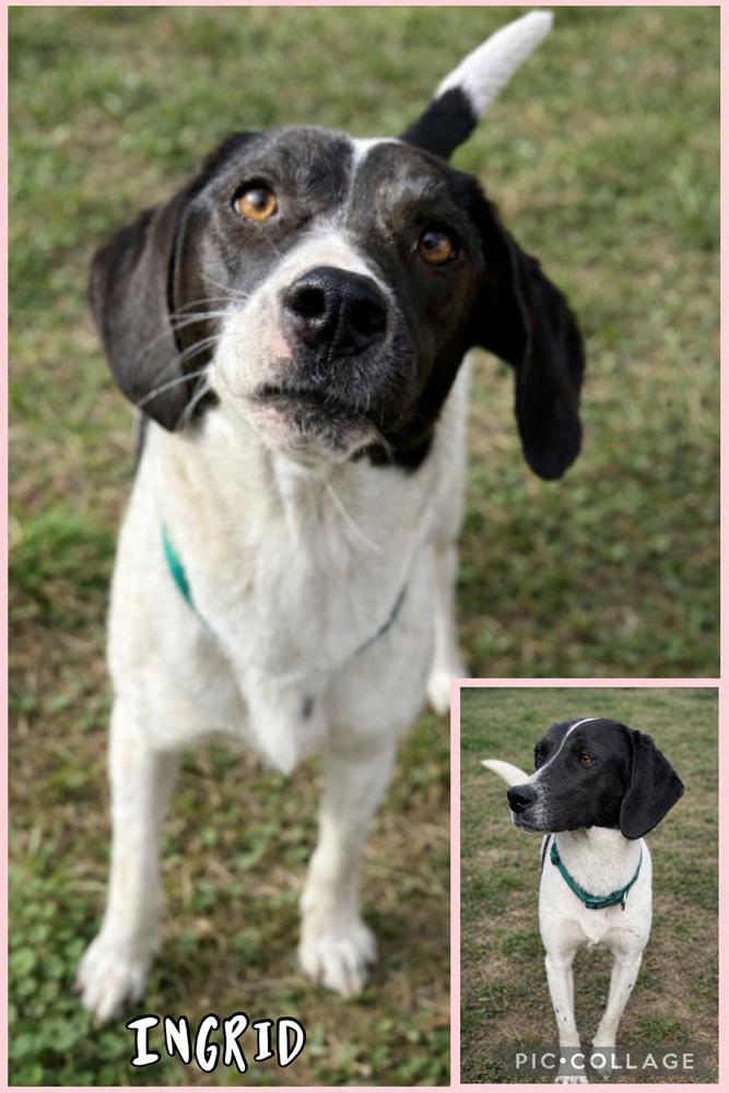 Enlarge Ingrid, a Adoptable mixed breed in Parker, CO image 1/1