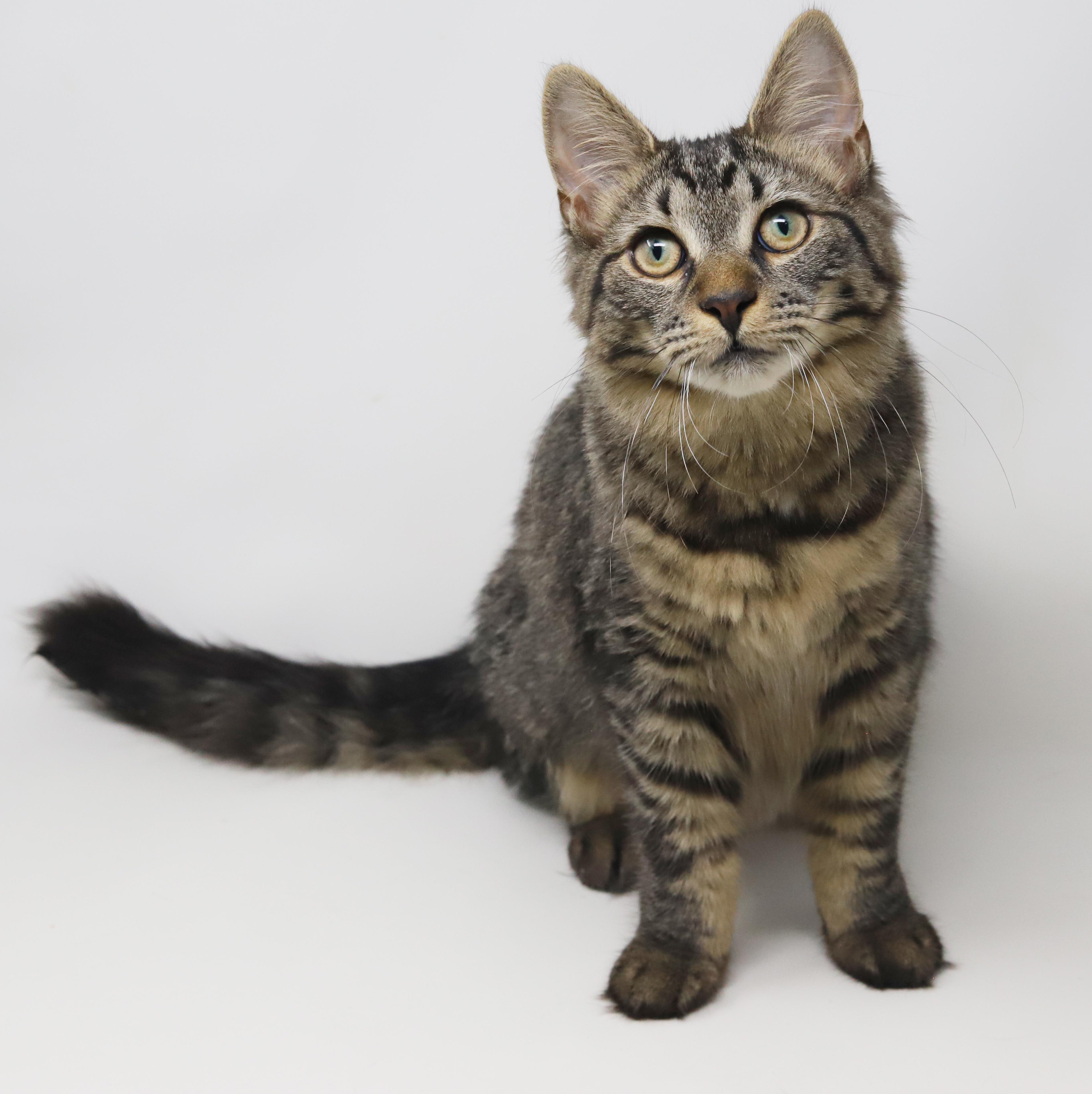 Holland is a fluffy love muffin! VIDEOS! ADORES her bro Germany!