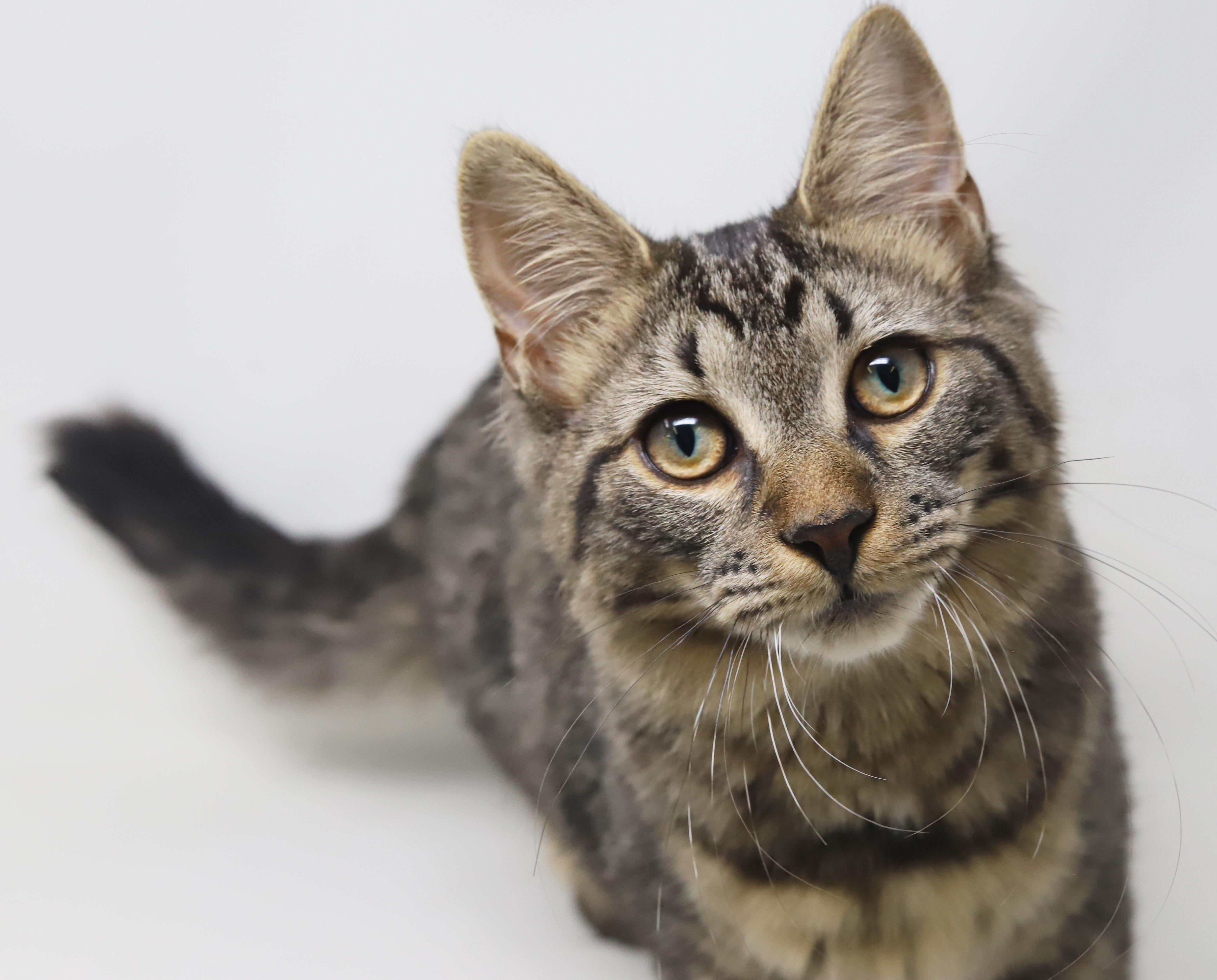 Holland is a fluffy love muffin! VIDEOS! ADORES her bro Germany!, Adoptable, Kitten Female Maine Coon & Tabby.